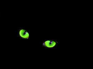 Paranormal phenomena: A cat's green eyes glowing in the dark